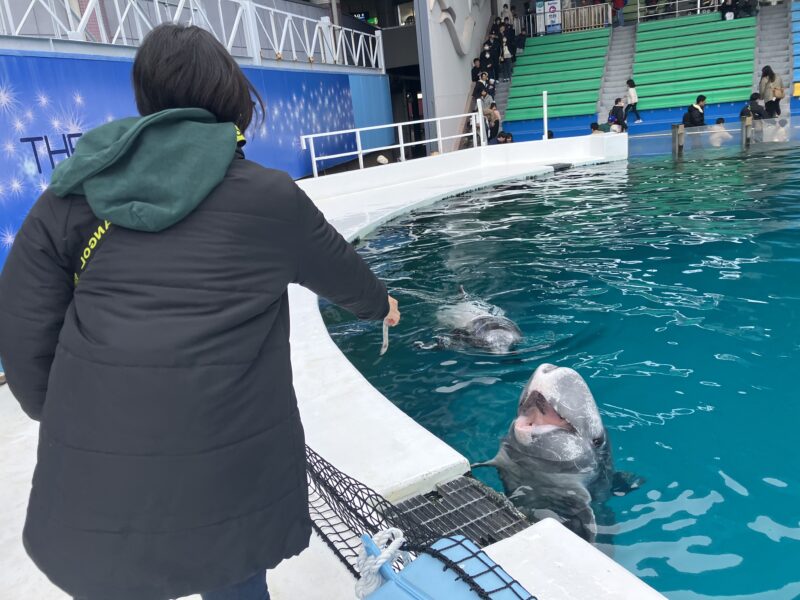 250112イルカに餌やり