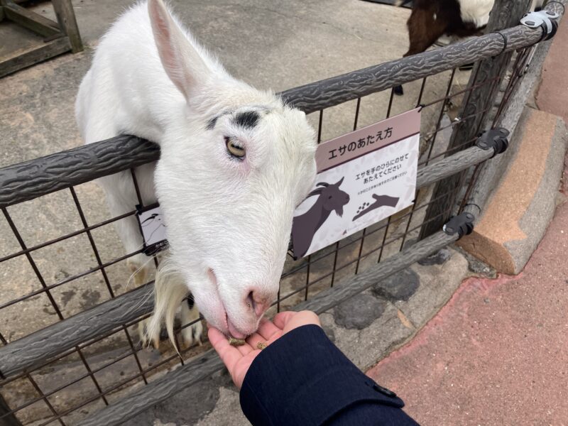 250112ヤギに餌やり