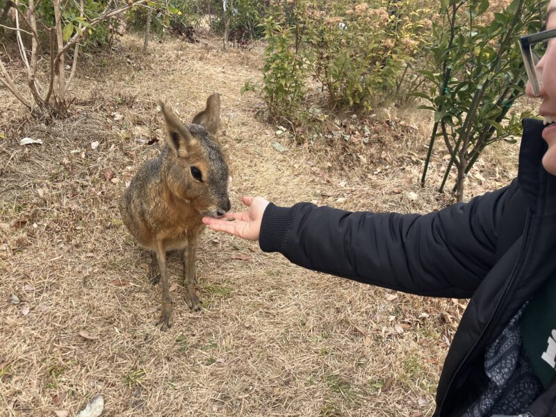 250112うさぎ?に餌やり