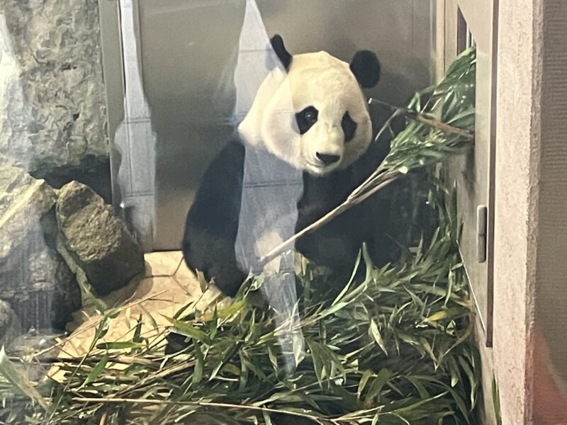 250112パンダ